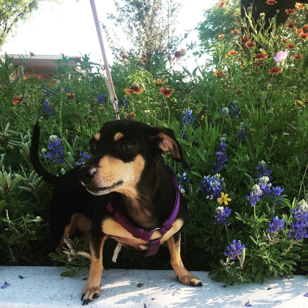 Meet your Posher, Anna